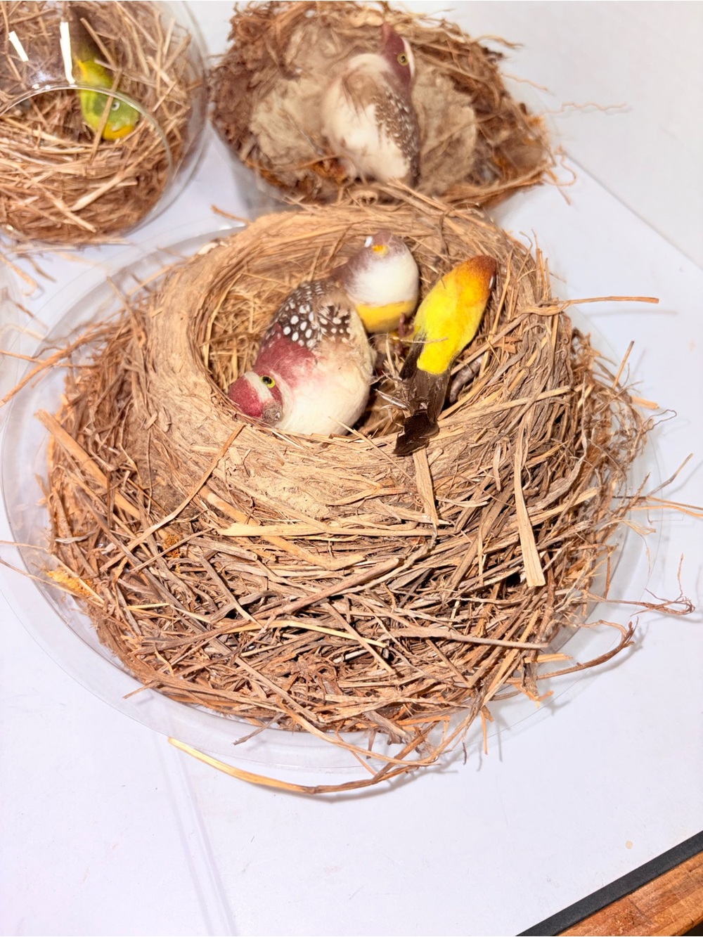 Nests - Picture 5 of 6